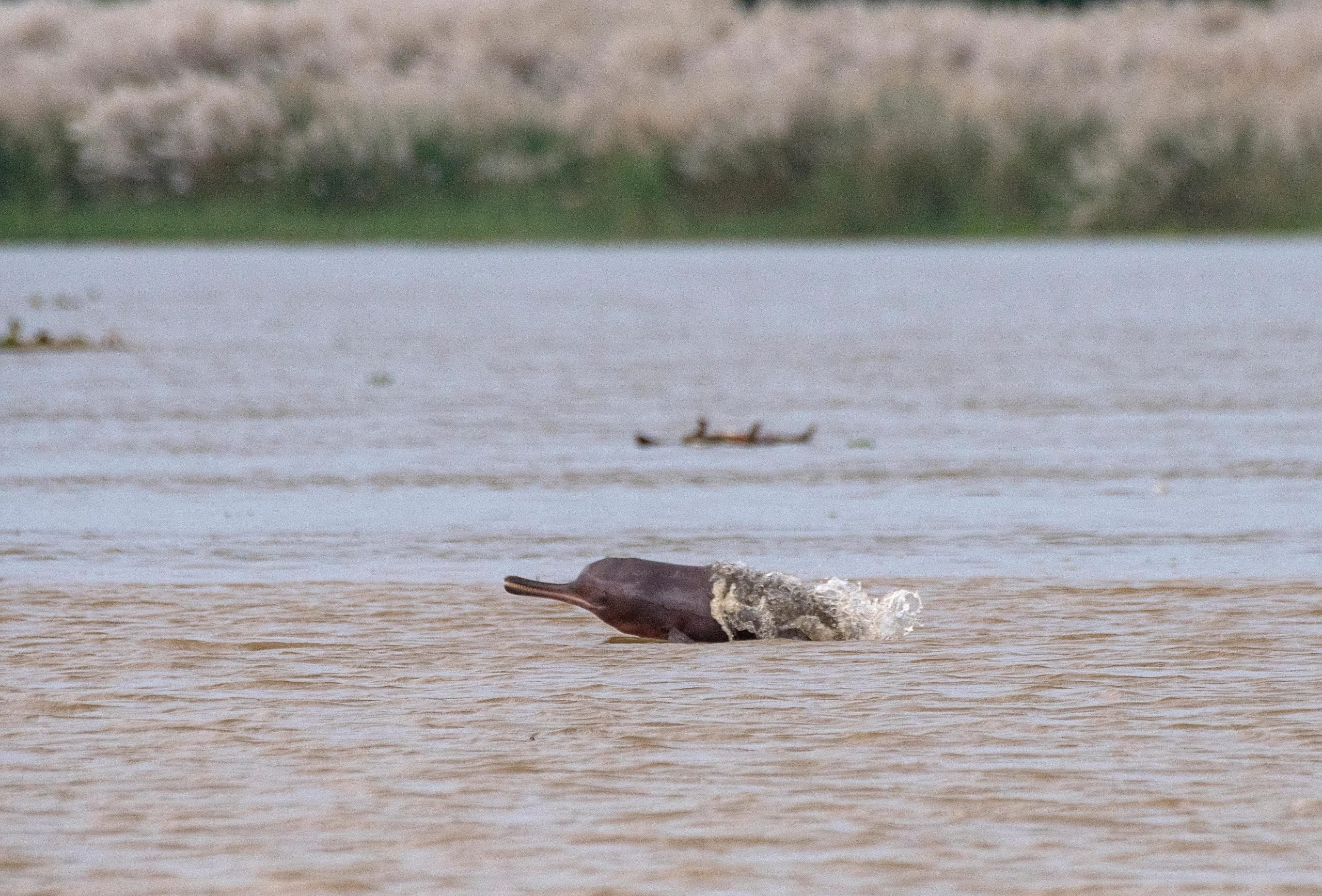 <p>Ganga river dolphin, West Bengal. Image by: Nilanjan Chatterjee/Alamy </p>