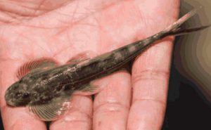 Euchiloglanis kishinouyei is a species of sisorid catfish native to Asia and the upper Yangtze River basin (Image: WWF)