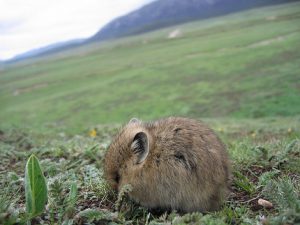 <p>The surge in pika numbers is the result, not the cause, of grassland degradation say experts (Image by ventdroit)</p>