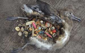 <p>Even 2,000  miles from the nearest continent plastics are killing albatrosses and other wildlife on Midway Island in mid-Pacific (Image by Midway Film Project)</p>