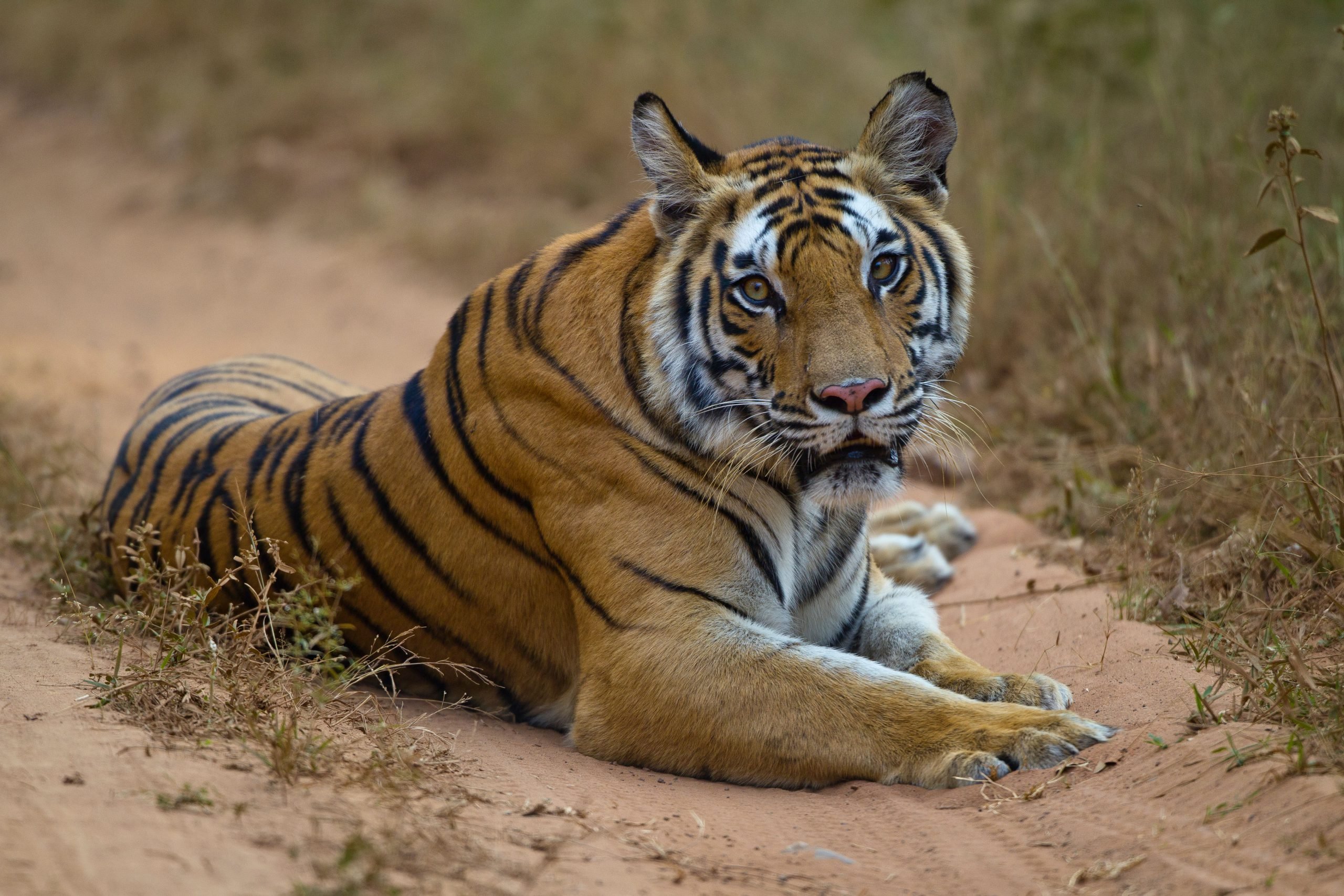 A wild Bengal tiger in Bandhavgarh National Park in Madhya Pradesh [Image by: Mark Smith/Alamy]