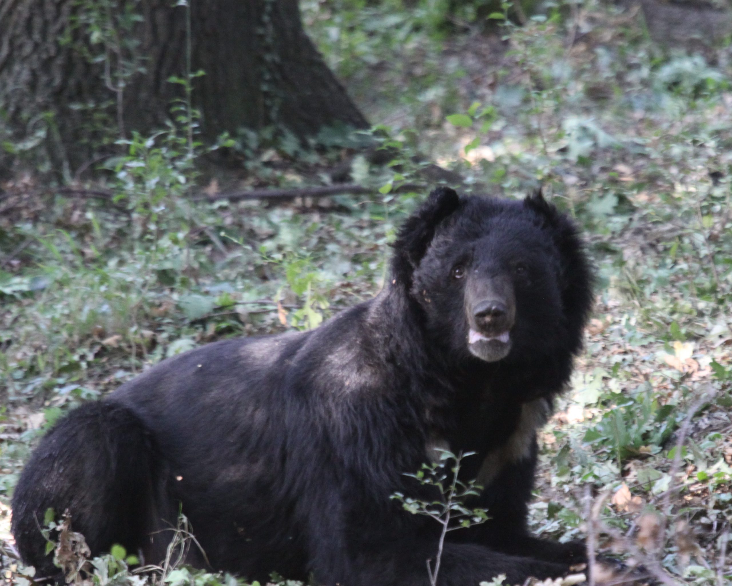 Back bear sitting down in Dachigam National Park, Kashmir
