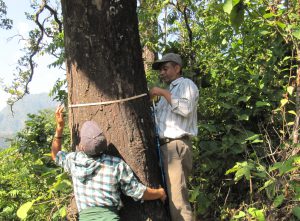 <p>The survey also shows forest cover is decreasing in the lowland plains, but increasing in the middle mountains where a tradition of community forestry is well established</p>