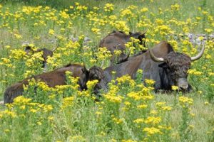 yaks amongst yellow flowers