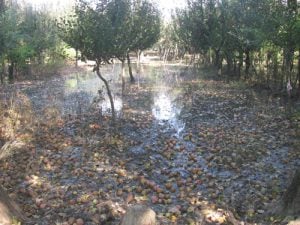 <p>An apple orchard in Kashmir waterlogged by floods in autumn 2014 (Image by Athar Parvaiz)</p>