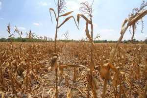 <p>Dry corn field unharvested because of drought in the Philippines (Photo: Greenpeace)</p>