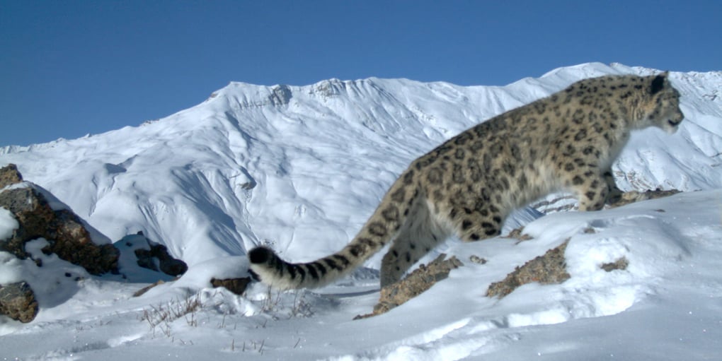 <p>A snow leopard in the Indian Himalayas (Image by Nature Conservation Foundation / Snow Leopard Trust)</p>