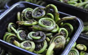 Many varieties of dhekia xaak (fiddlehead fern), which are extensively used in Assamese cuisine are disappearing with the changing climate. [image by Wikimedia/Tammy]