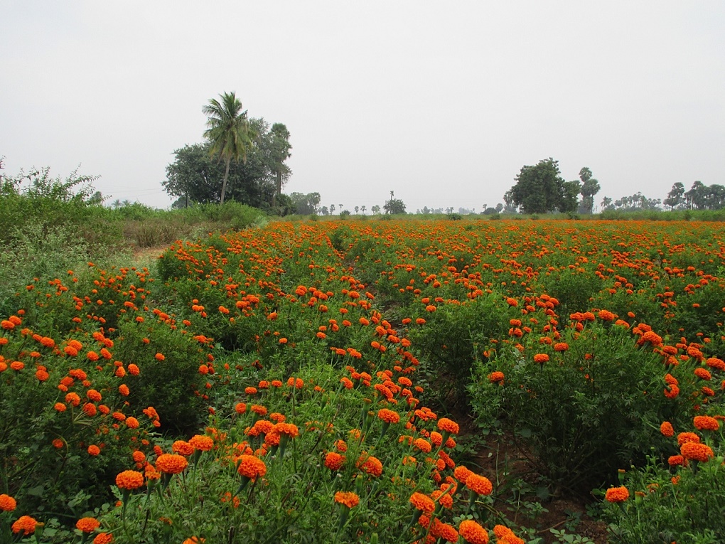 A marigold farm at the location of the proposed city , orange flowers [image by S. Gopikrishna Warrier]