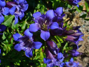 <p>Gentiana is a favourite among collectors (Image from Wikimedia)</p>