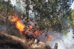 <p>Forest fires threaten Bhutan&#8217;s future in many ways [image by Nima Wangdi]</p>