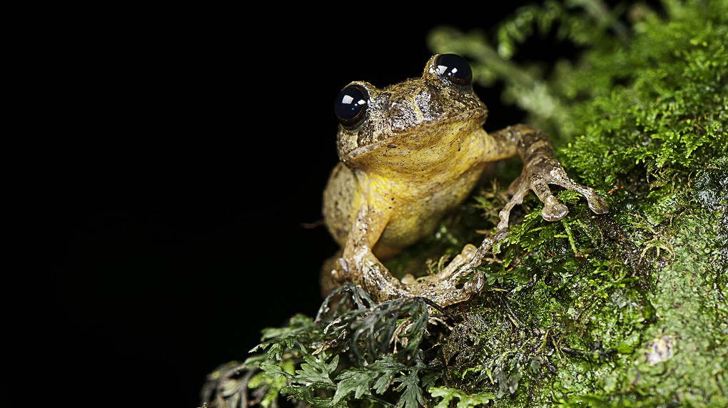 <p>The Frankixalus Jerdonii tree frog, considered extinct for 150 years [image by S.D. Biju]</p>