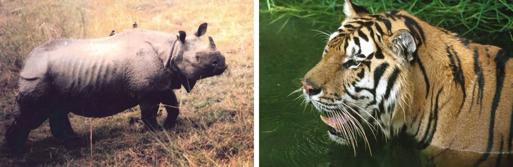 A one-horned rhino in the grasslands of Orang (left) and a tiger in its wetlands [Images by Forest Department, Government of Assam]