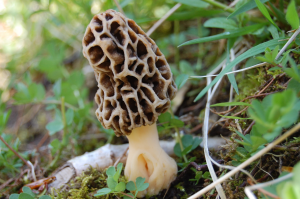 <p> In the Hindu Kush Himalayas the yellow morel mushroom is worth its weight in gold. (Image from Wikimedia)</p>