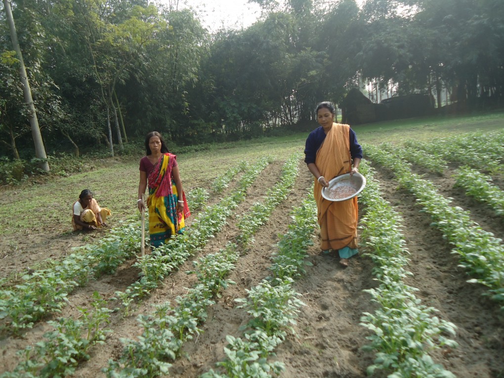 <p>Women farmers in Dinajpur [image by Rafiqul Islam]</p>