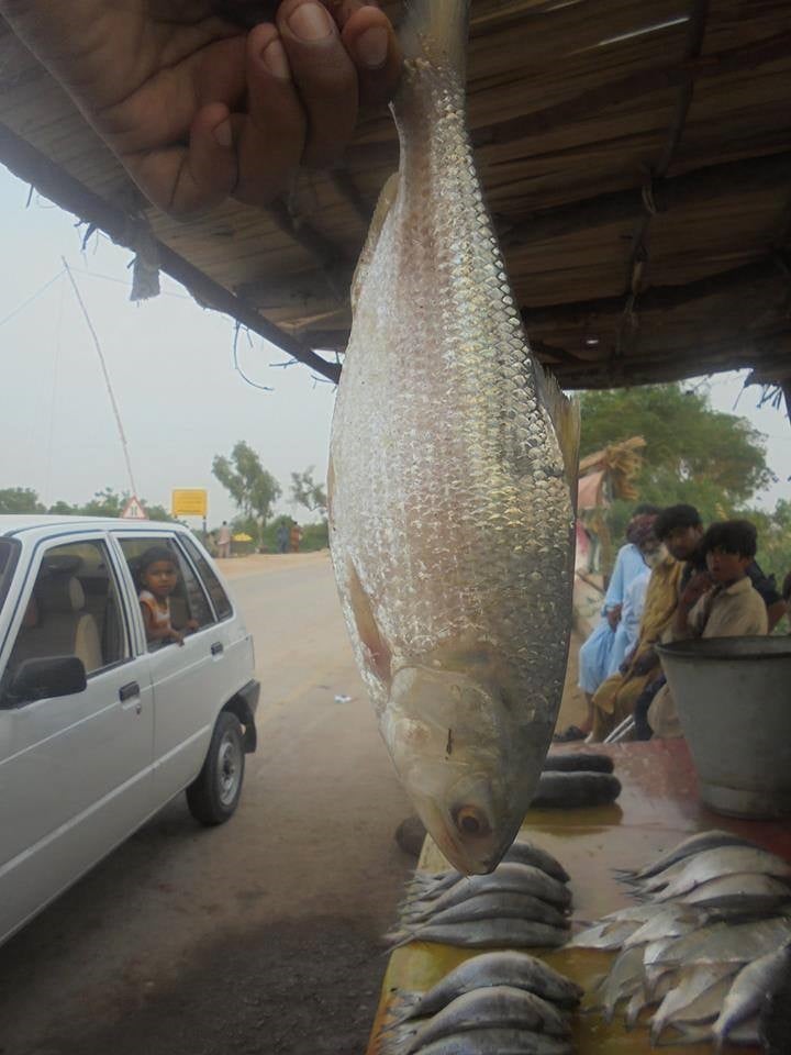 Palla fish being sold on the roadside near the Indus in Thatta district of Sindh province [image by Amar Guriro]