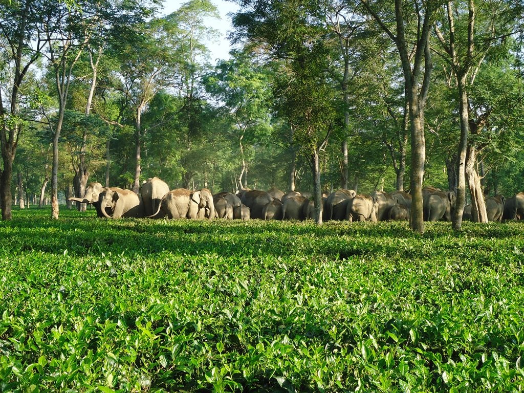<p>Wild elephants in tea plantation (Photos: Apeejay tea garden)</p>