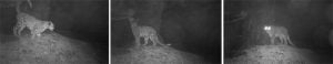 Snow leopard in Sikkim captured at night through a camera trap in northern Sikkim [image by WWF-India]
