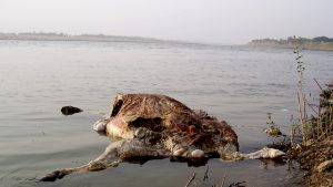 <p>Carcass of a dead animal floating down the holy Ganga (Photo: Flickriver.com)</p>