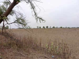 <p>A pigeon pea (arhar) crop that died in the fields before it could be harvested [image by Soumya Sarkar]</p>