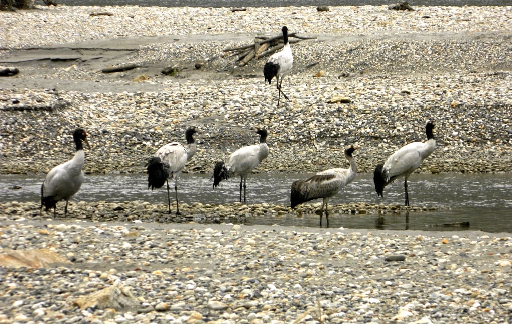 Black-necked cranes on the Naymjang Chu riverbed near Zemithang village of Pangchen valley in Tawang district. [image by Lham Tsering]