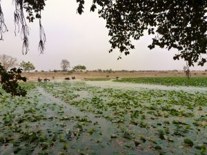<p>An old village pond in Hamirpur district still retains water because it was built keeping in mind the contours of the land [image by Soumya Sarkar]</p>