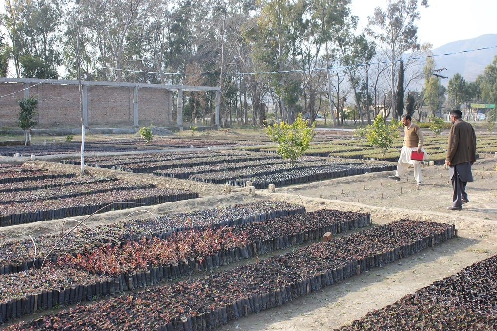 Chir pine and Kachnar saplings being prepared for plantation in Haripur Nursery as part of KPK's billion tree tsunami