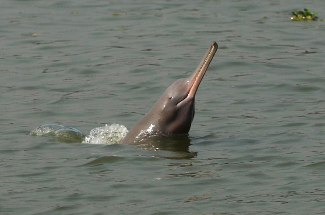blind dolphin, Ganga river