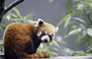 <p>Red panda in western Arunachal Pradesh [Image by Anil Cherukupalli, WWF India]</p>