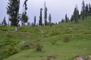 <p>The effects of timber smuggling in and around Tosamaidan meadow in central Kashmir [Image by Athar Parvaiz]</p>