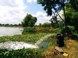 <p>The cost of pumping water into the shallow fishponds of Kolkata wetlands makes aquaculture unremunerative [image by Soumya Sarkar]</p>
