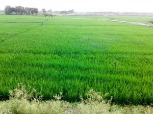 luscious green paddy fields in Bangladesh