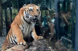<p>People take pictures of a tiger at Yunnan Wild Animal Park in China [Image by: Xinhua/Alamy]</p>