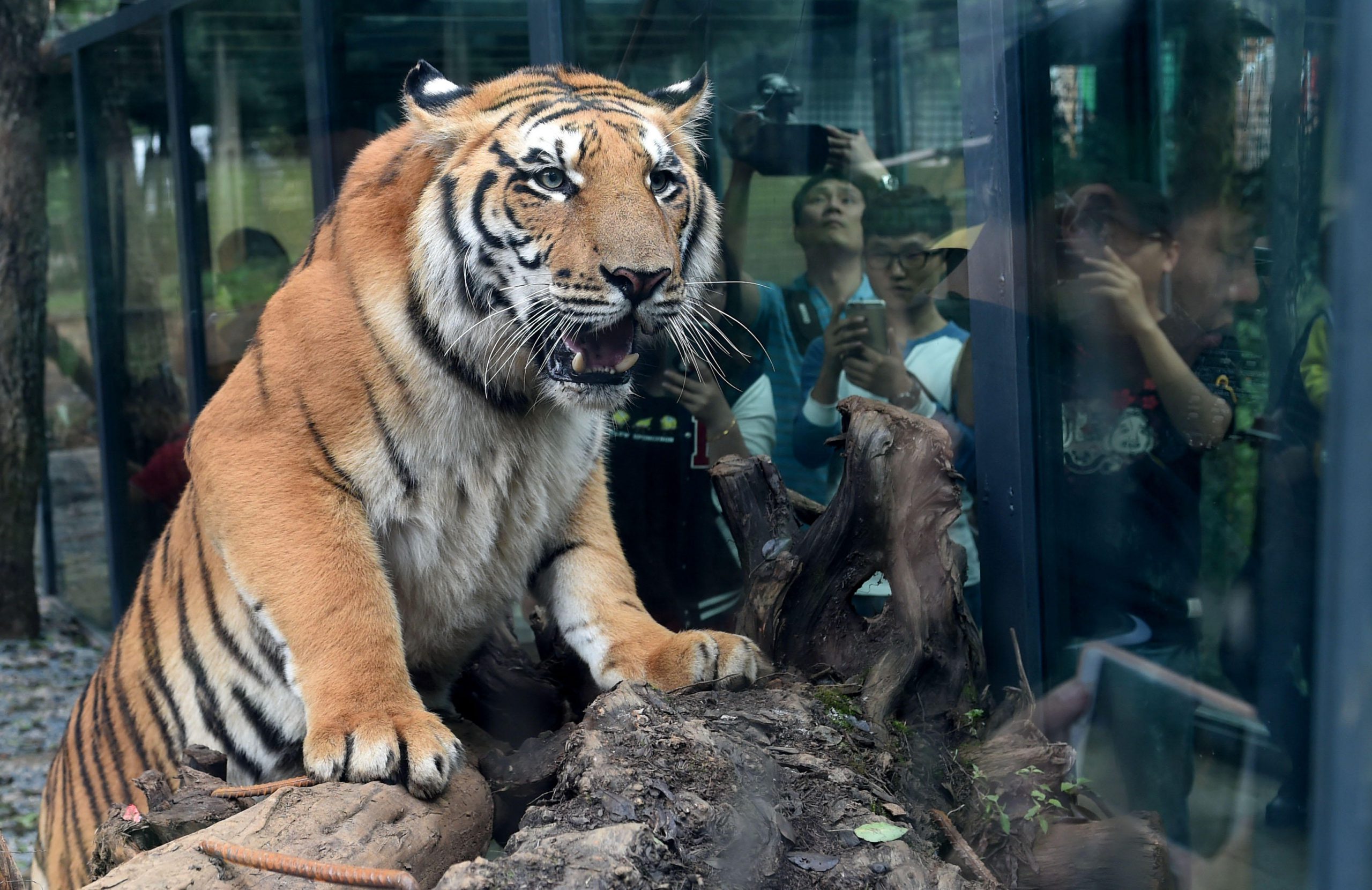 Uncertainty for tigers under China's new wildlife law | The Third Pole