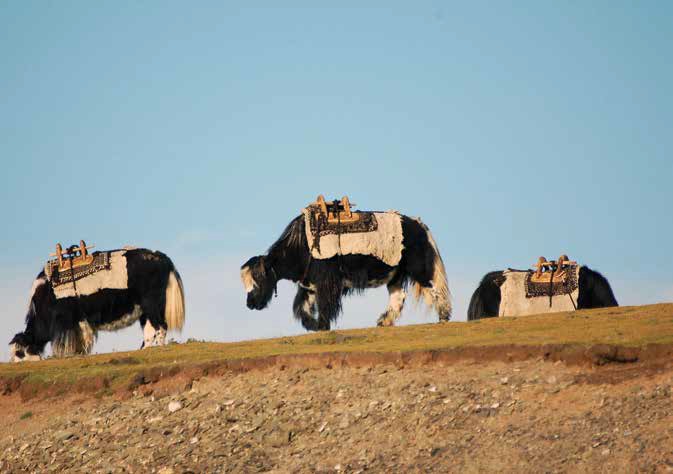 Domesticated yak serve multiples purposes, including riding [image via ICIMOD]