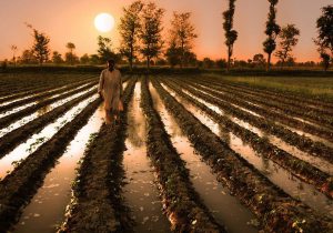 <p>Cotton production dropped by 28% drop during 2015-16 caused by erratic weather and pest outbreaks (Photos by P M Baigel)</p>