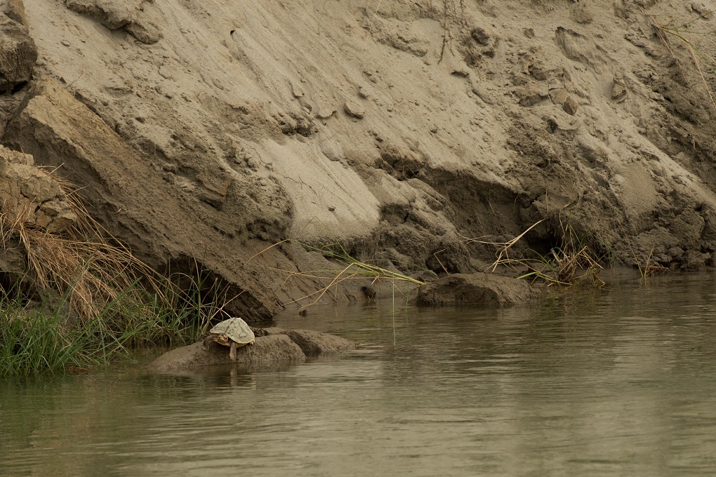 A turtle finds refuge on a silt island [image by Arati Kumar-Rao]