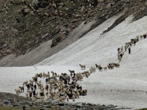 <p>Livestock crossing an ice bridge in the Spiti Valley [image by Janaki Lenin]</p>