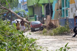 <p>Cyclone Vardah saw terrifying wind speeds, with lots of trees falling over [image by S Gopikrishna Warrier]</p>