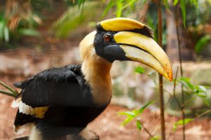 <p>Great hornbill numbers have grown by 25% since the community conservation project started in Arunachal Pradesh (Photo: Petr Kratochvil)</p>