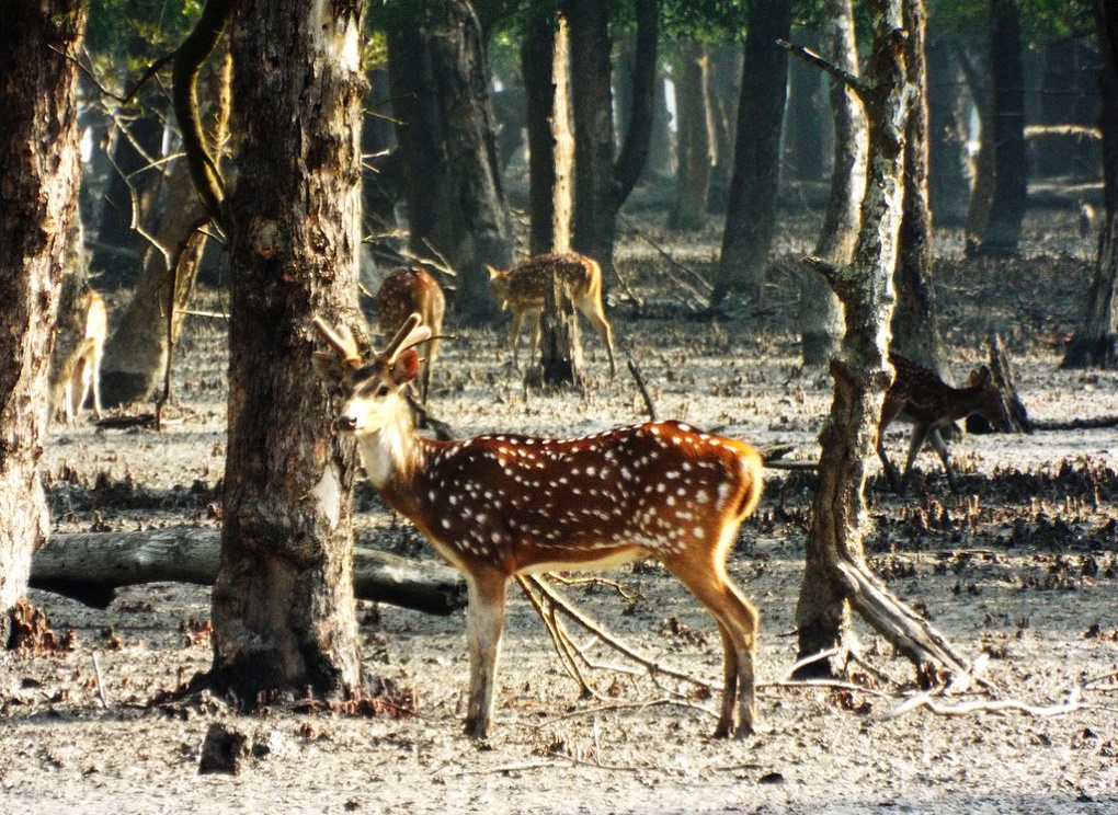 <p>Spotted deer in the Sundarbans [image by gordontour/Flickr]</p>