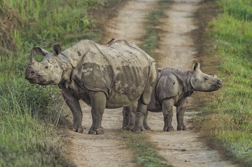 Rhino mother and rhino baby wallow in mud and water to cool off [image by AC Williams]