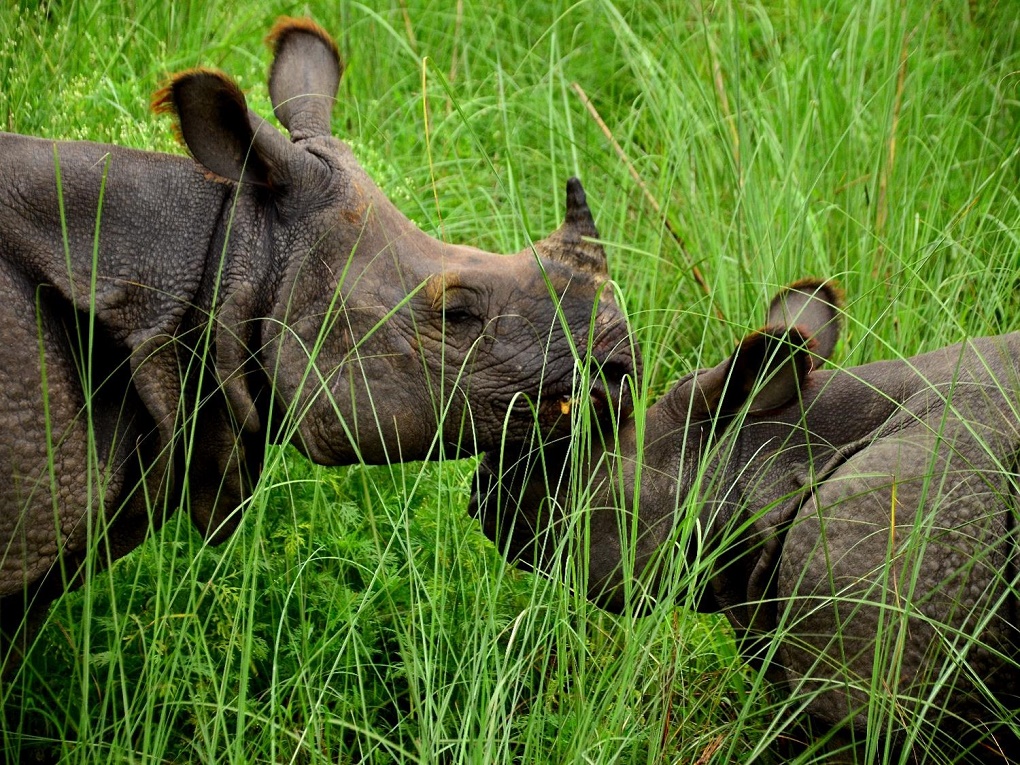 two rhinoceros in the grass. Photo Credit WWF Nepal (2)