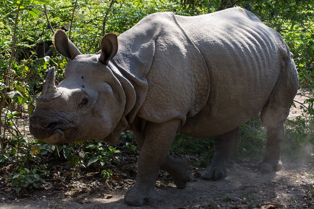 Close up photo of rhino at Bardiya National Park  [image courtesy WWF Nepal]