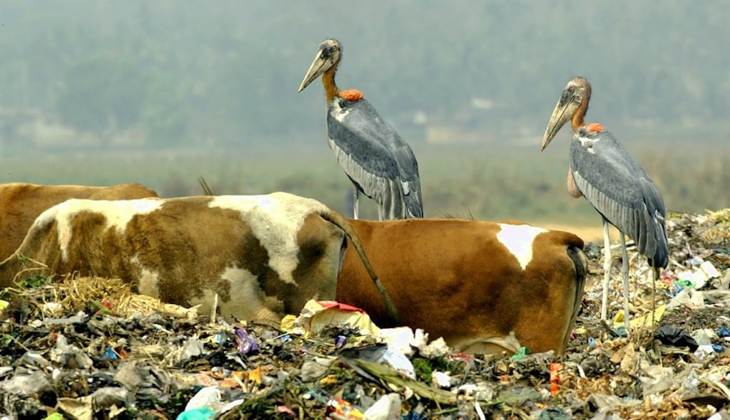 <p>Greater Adjutant Storks, an endangered species, have died in large numbers after eating garbage on the outskirts of Guwahati [Image by Yathin]</p>