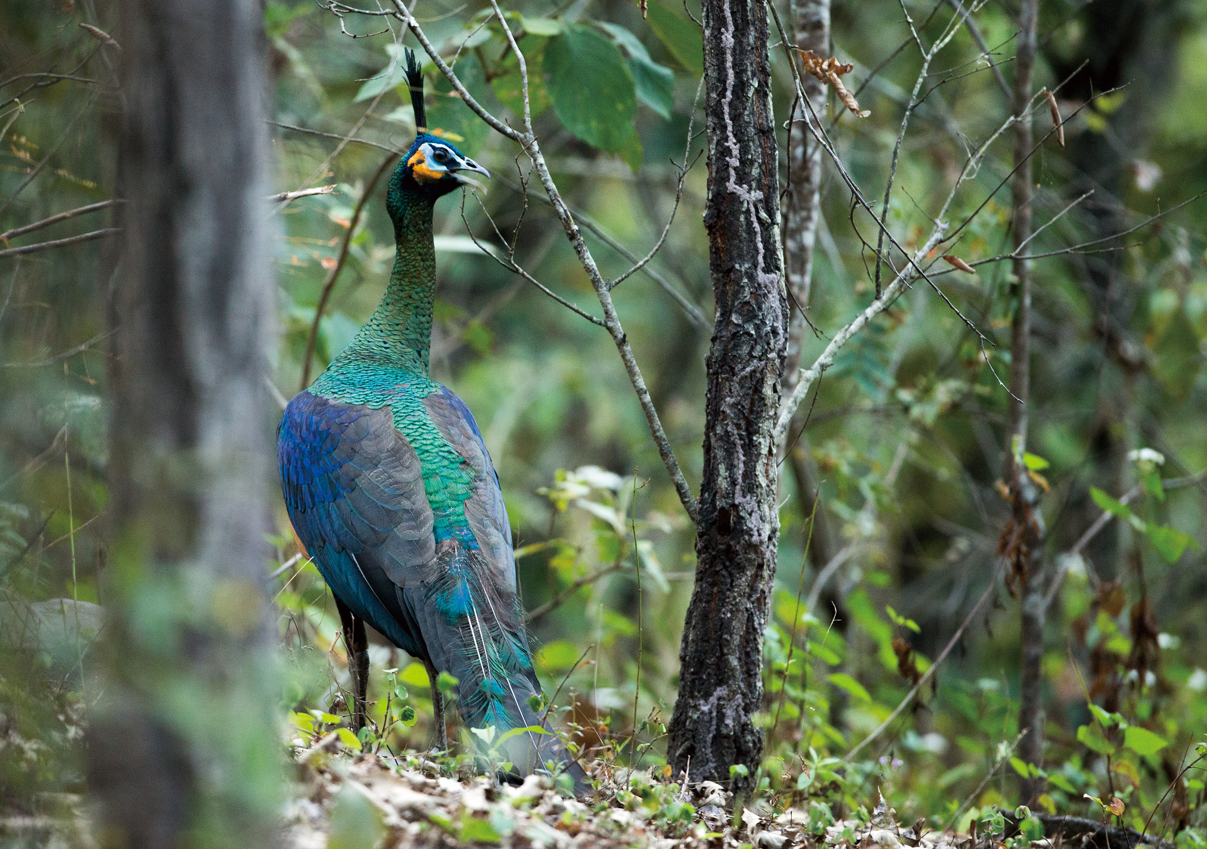 Dam-building threatens endangered green peacock | The Third Pole