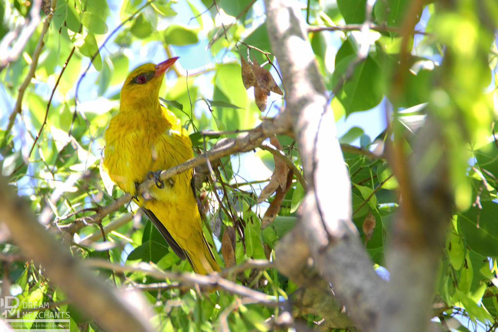 Eurasian Golden Oriole sitting on a branch. Body is yellow with a red beak. 