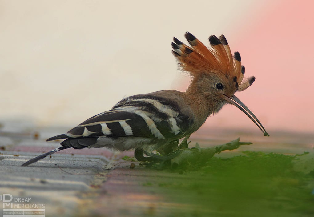 the Hoopoe which is locally known as Hud-Hud. 