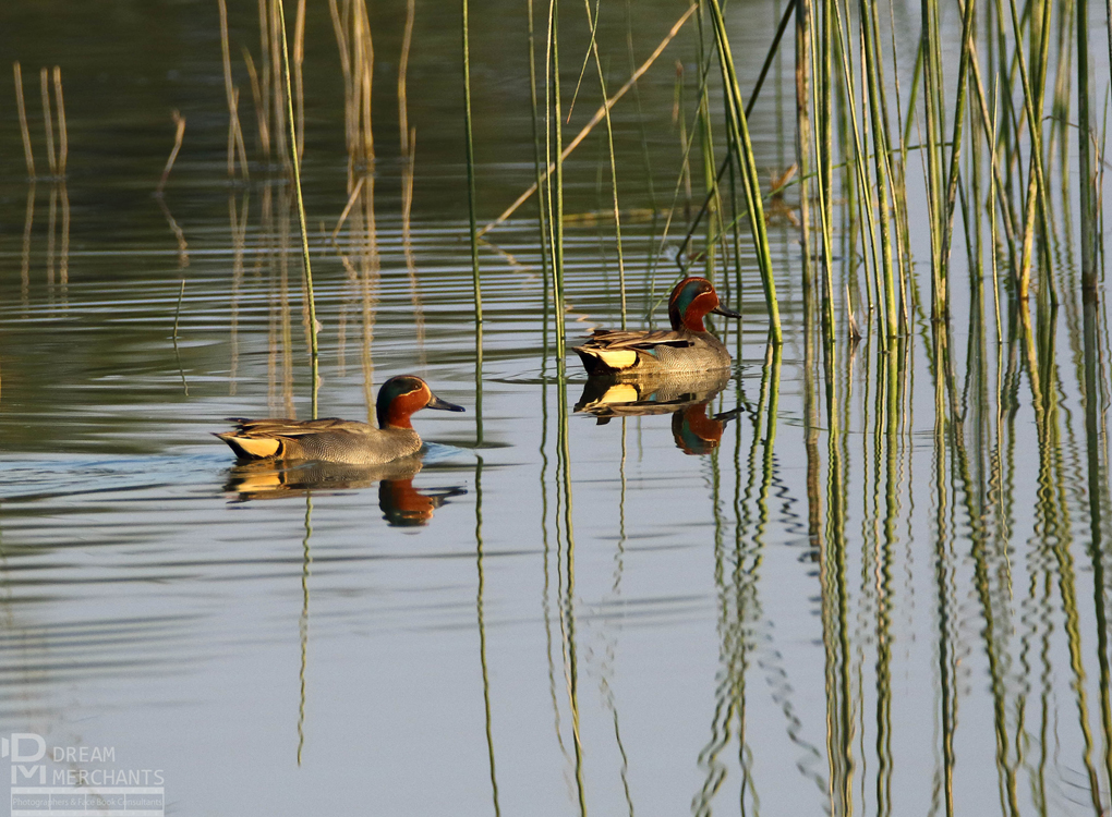 Common Teal birds photographed in a lake 
