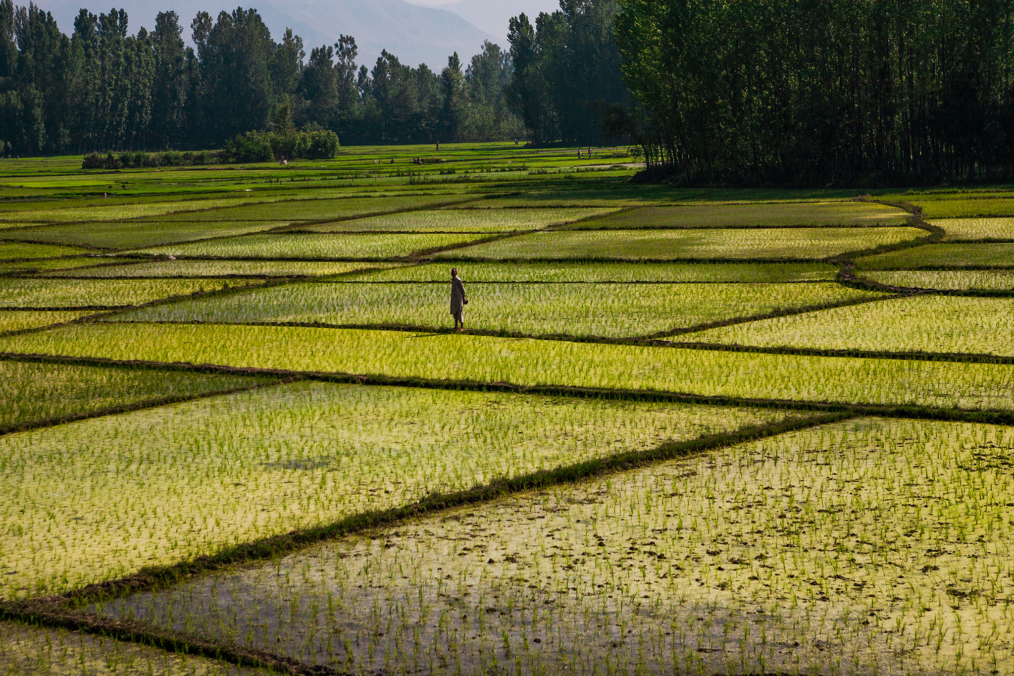 The use of standing water to grow rice in India and Pakistan leads to large water loss [image by sandeepachethan/Flickr]